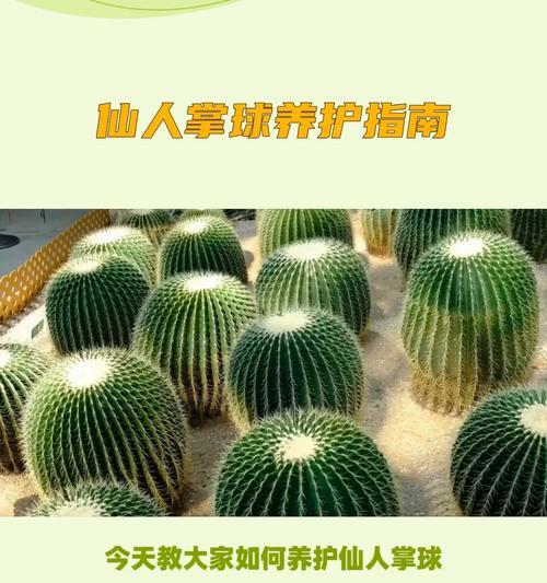 石植仙人球盆景的养护技巧有哪些？