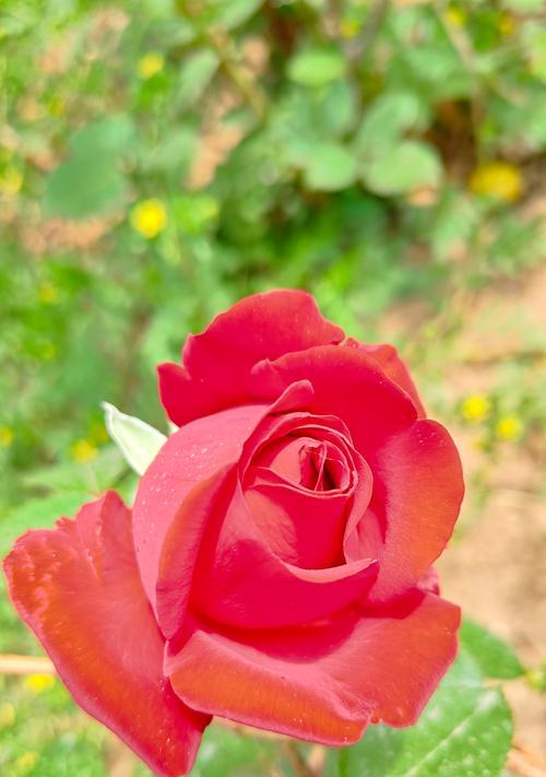 玫瑰花张开时的花瓣像什么？