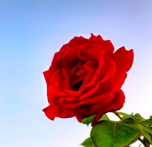 玫瑰花张开时的花瓣像什么？