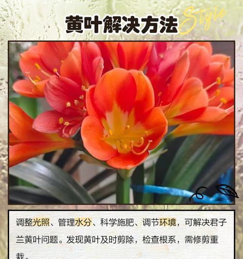 君子兰叶尖发黄是什么原因？