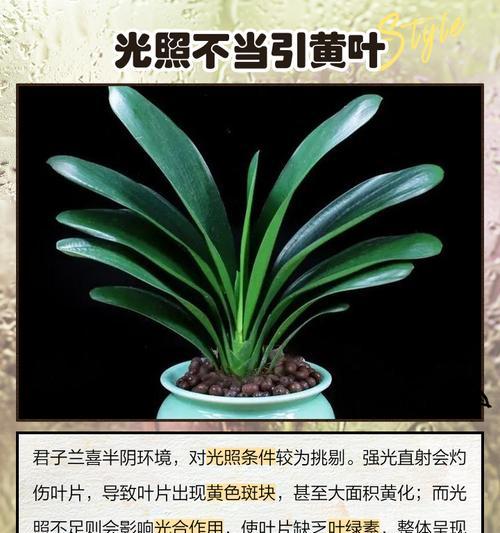 君子兰叶尖发黄是什么原因？