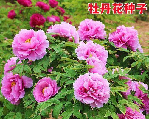 黄牡丹花哪个品种既美观又易养？