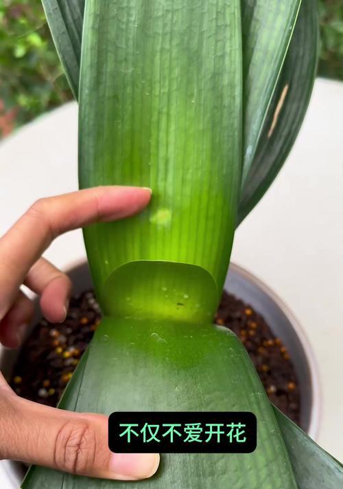 如何快速让寄君子兰开花？