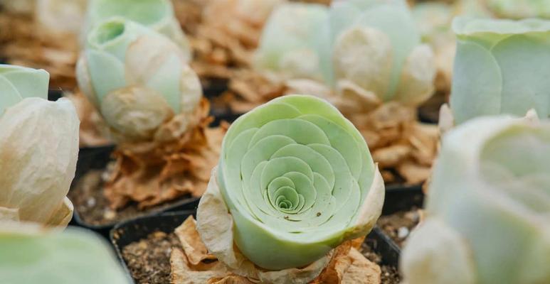 山地玫瑰花多肉的种植方法是什么？