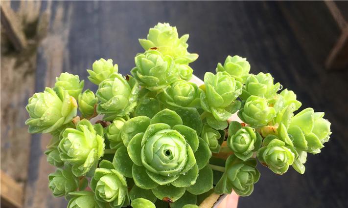 山地玫瑰花多肉的种植方法是什么？