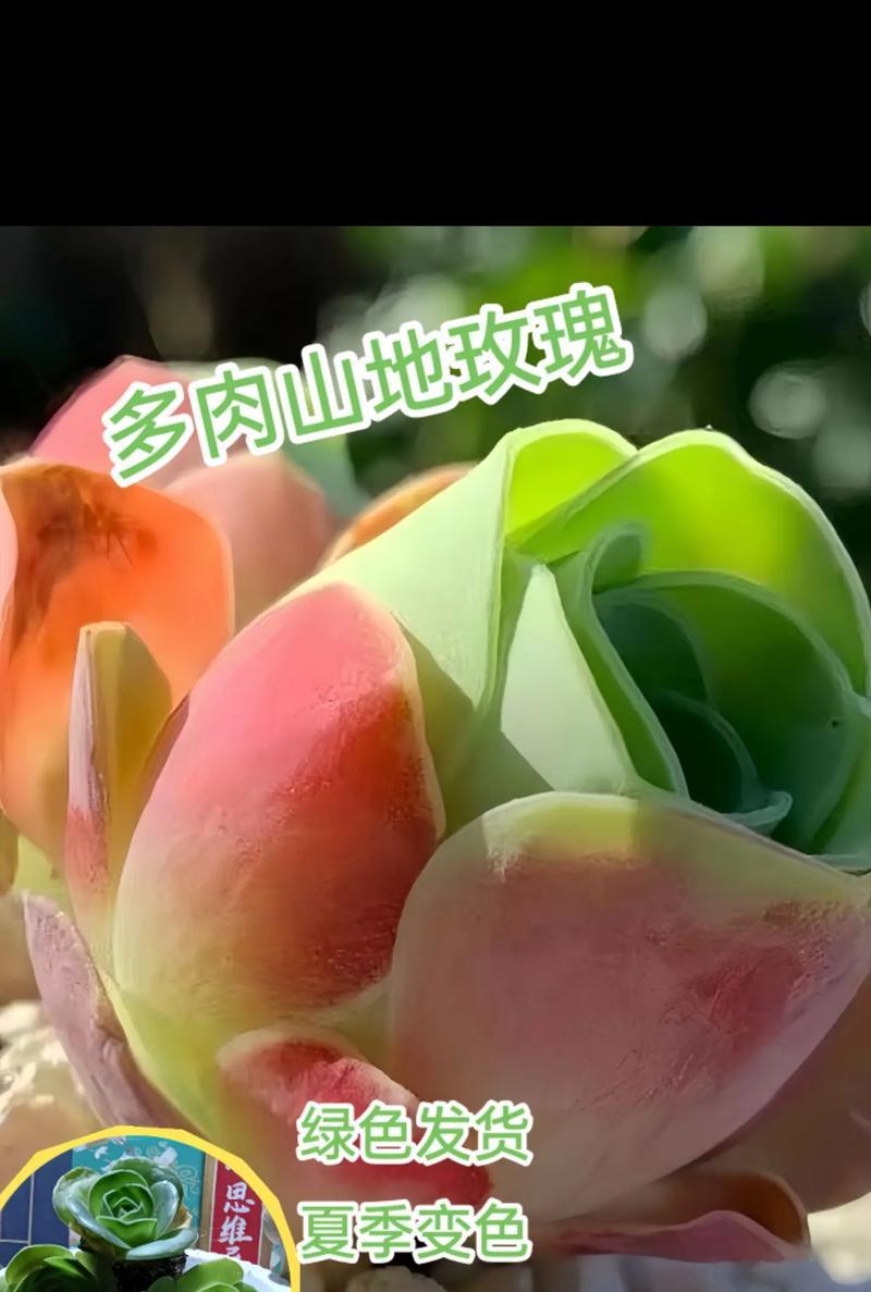 山地玫瑰花多肉的种植方法是什么？