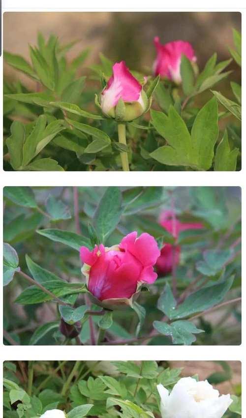 带盆带花苞的牡丹花如何管理？