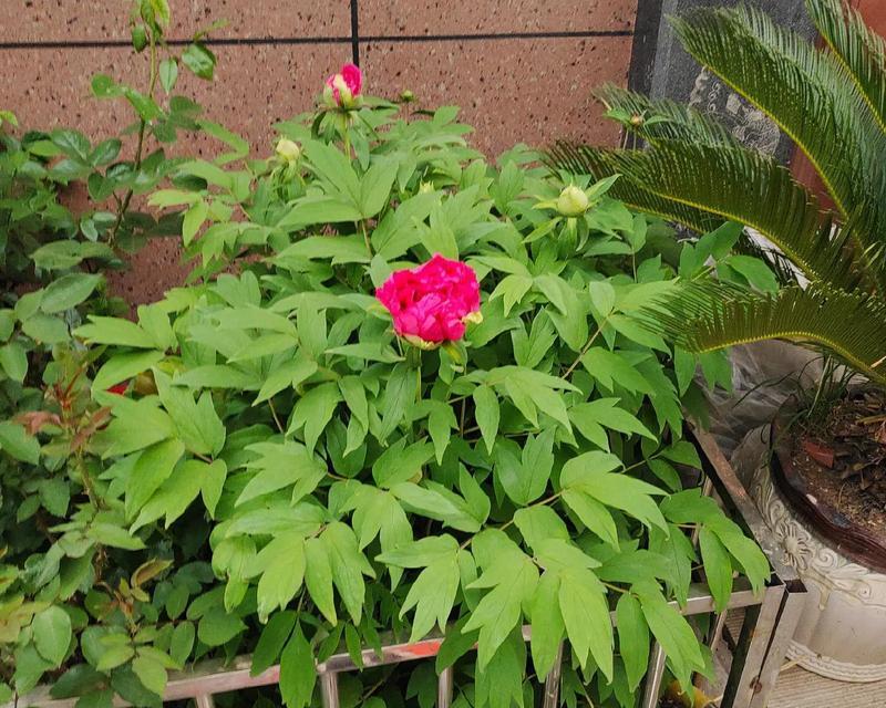带盆带花苞的牡丹花如何管理？