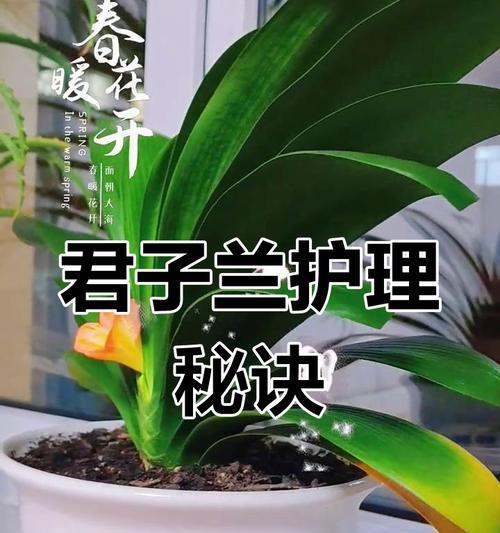 君子兰植料叶子干枯的原因是什么？