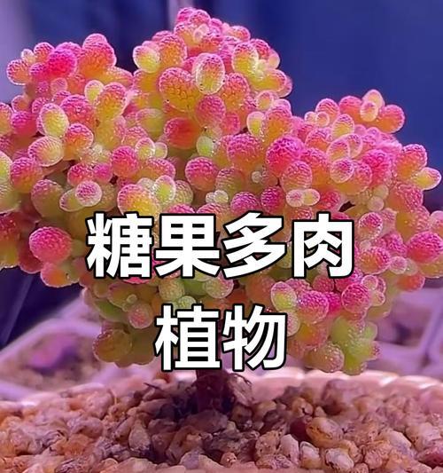 长得像君子兰的多肉植物叫什么？