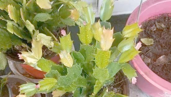 长得像君子兰的多肉植物叫什么？