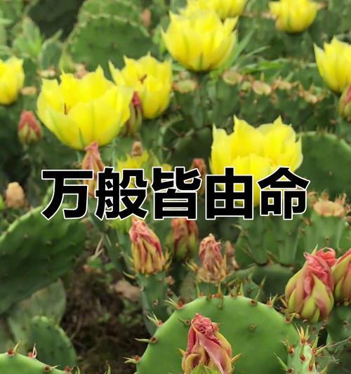 仙人掌养护困难怎么办？