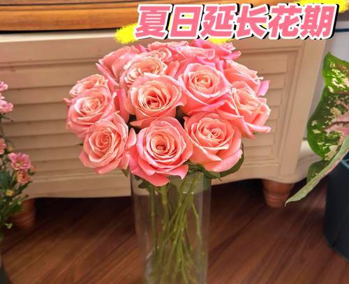 金凯莉玫瑰花的养护方法是什么？
