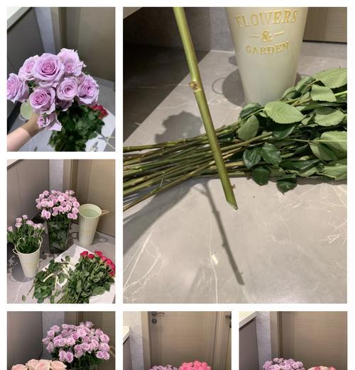 金凯莉玫瑰花的养护方法是什么？