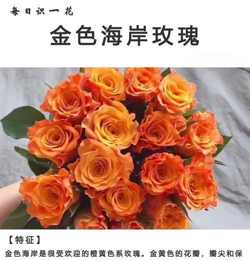 金凯莉玫瑰花的养护方法是什么？