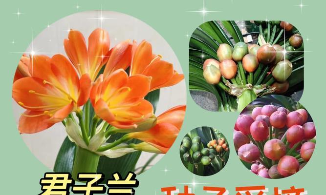君子兰种子种植后多久发芽？