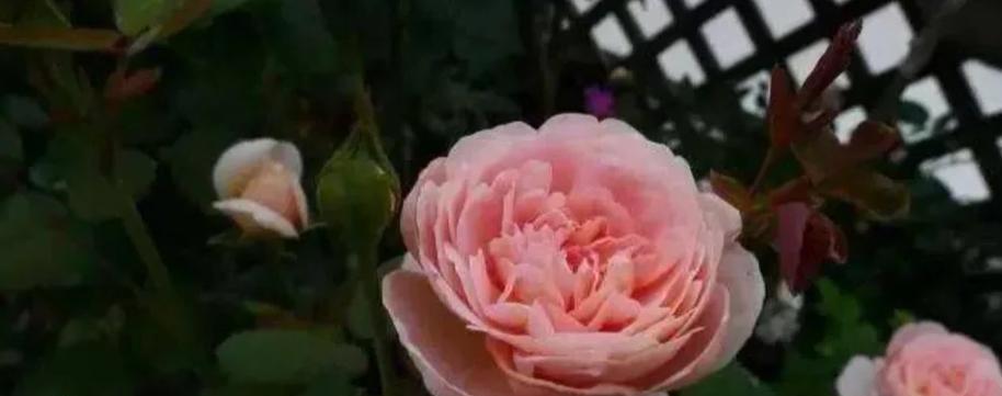 哪种玫瑰花品种会向上开花？