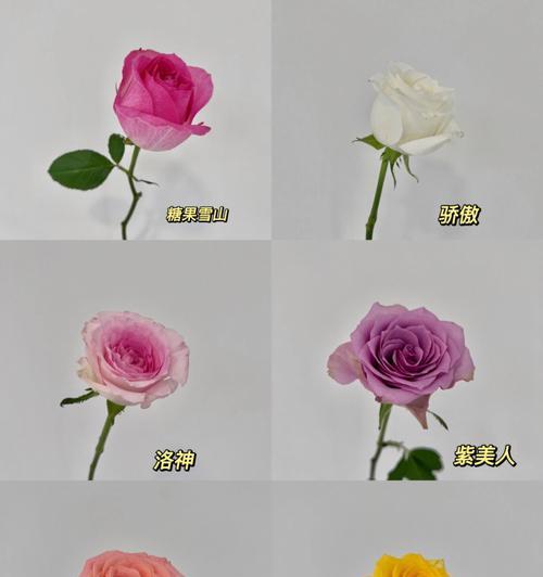 哪种玫瑰花品种会向上开花？