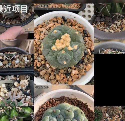 鱼仙人球冬季养护技巧有哪些？