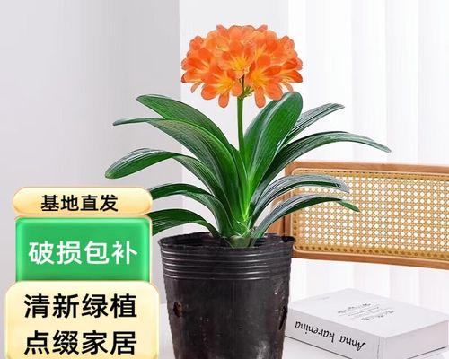 有哪些君子兰品种不会开花？