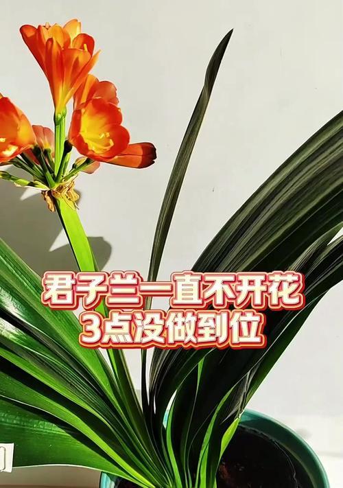 有哪些君子兰品种不会开花？