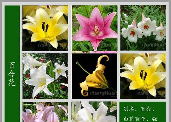 玫瑰花叶子的处理方法是什么？