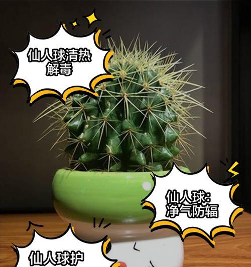 如何正确种植仙人球？
