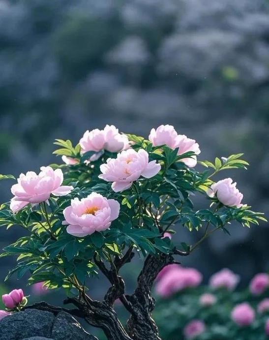 落地老桩牡丹花养护与浇水技巧？