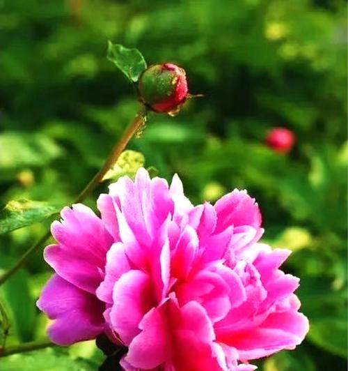 落地老桩牡丹花养护与浇水技巧？