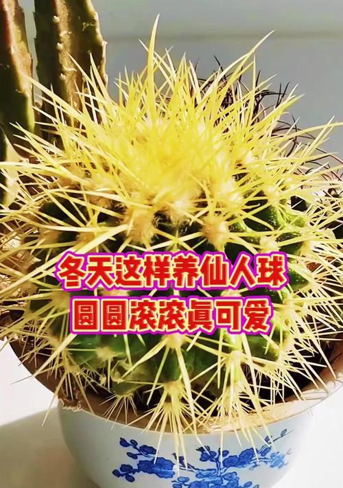 绿荔枝仙人球的养护管理方法？