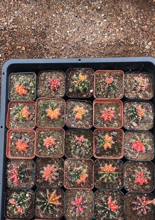 仙人球牡丹的养护与浇水指南？