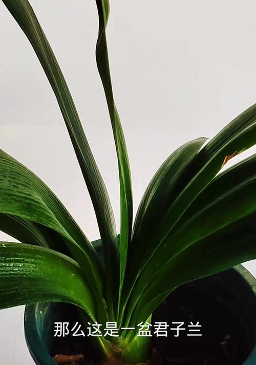两盆君子兰同时开花的原因是什么？