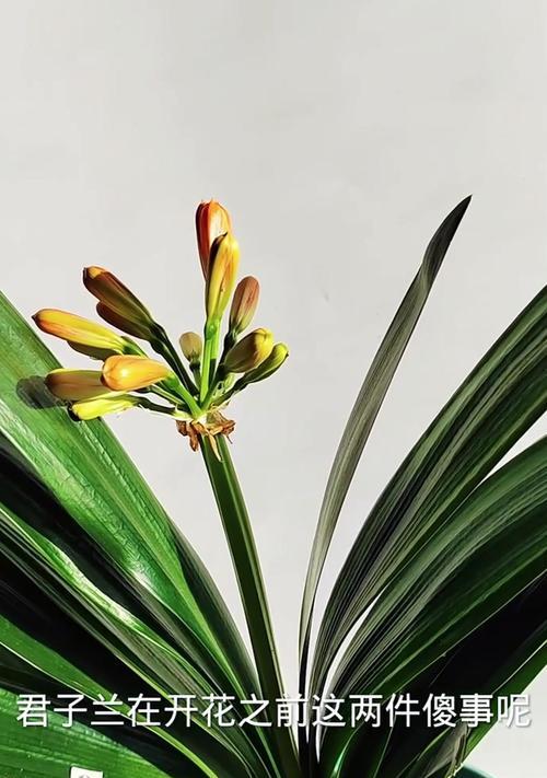 两盆君子兰同时开花的原因是什么？