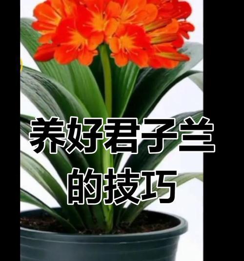 两盆君子兰同时开花的原因是什么？