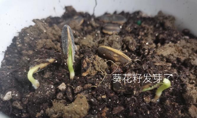 玫瑰花凋落后如何正确修剪枝条？