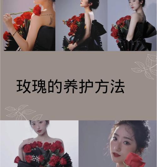 布偶玫瑰花的养护方法是什么？