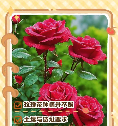 使用花土种植玫瑰花的优缺点及养护？