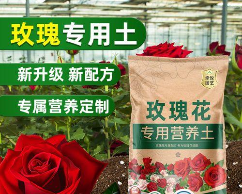 使用花土种植玫瑰花的优缺点及养护？