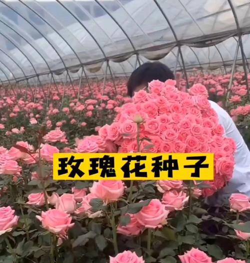 使用花土种植玫瑰花的优缺点及养护？