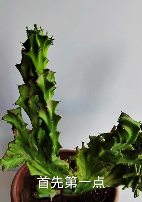 仙人掌麒麟的养殖方法有哪些？