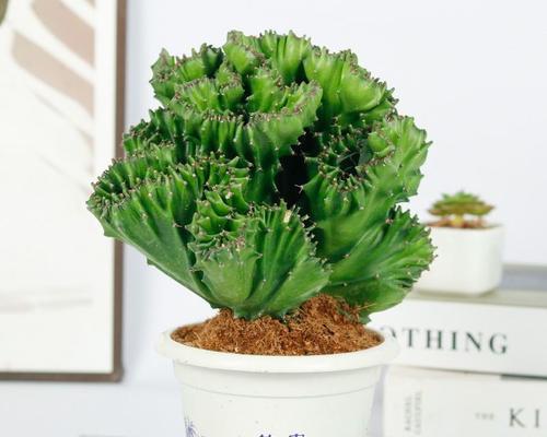 仙人掌麒麟的养殖方法有哪些？