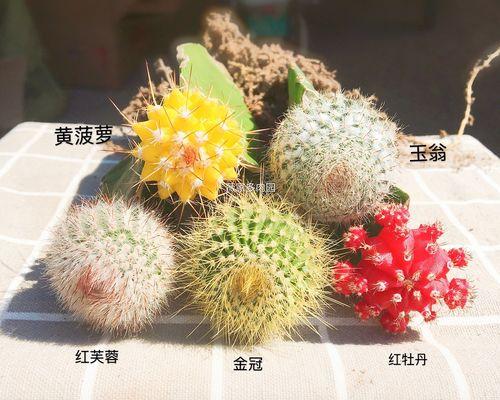 迷你仙人掌嫁接方法是什么？