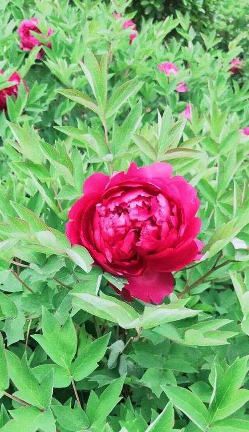 牡丹花嫩芽变绿的处理方法是什么？