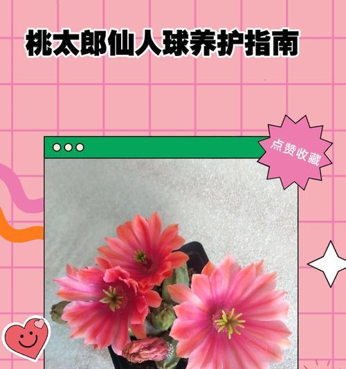 幻乐变种仙人球的养护要点？
