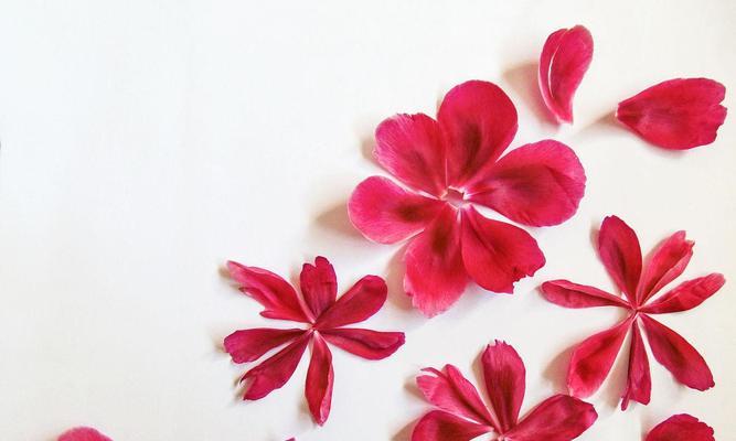 牡丹花掉花瓣的用途是什么？