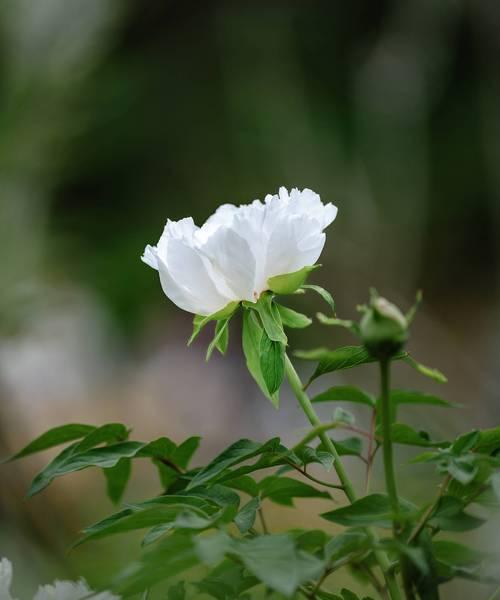 牡丹花掉花瓣的用途是什么？