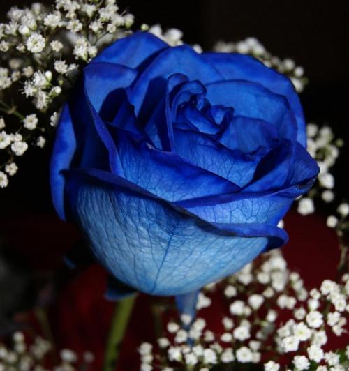 牡丹花掉花瓣的用途是什么？