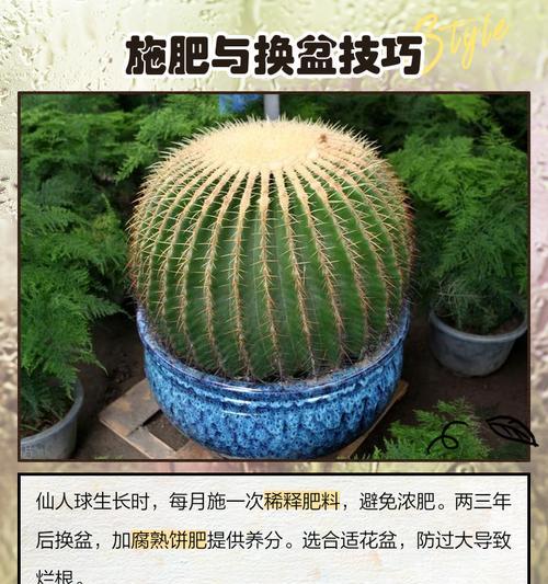仙人球飞碟的种植步骤是什么？