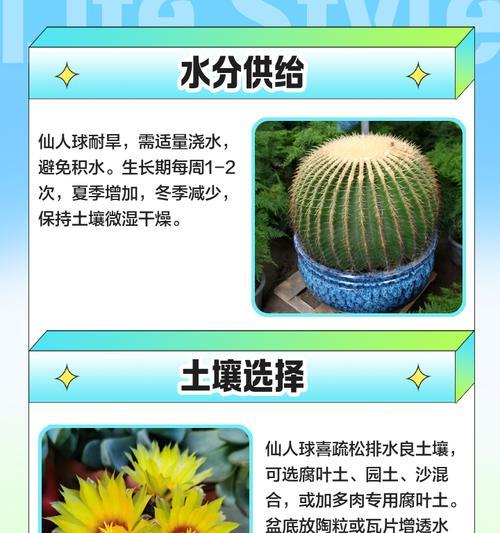 仙人球飞碟的种植步骤是什么？