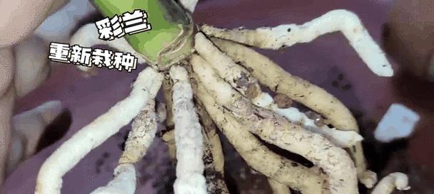 君子兰晾根后多久适合栽种？